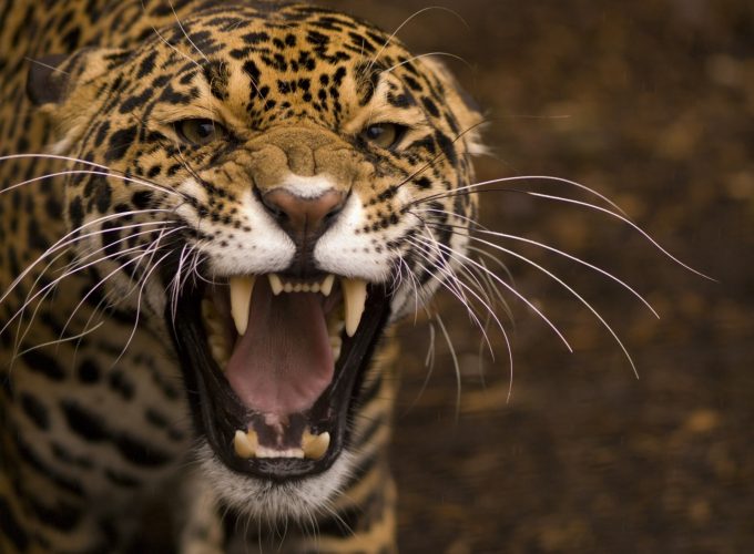 Wallpaper jaguar, wild, cat, face, teeth, rage, anger, jaws, teeth, Animals 275248370
